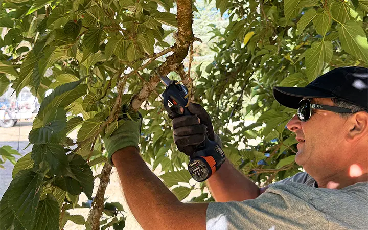 Paysagiste ALPA réalisant une taille d’entretien dans un jardin du Loir-et-Cher